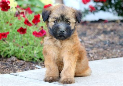 They also tend to be a good fit for dog sports like agility, obedience, tracking, and more. . Rescue wheaten terrier puppies